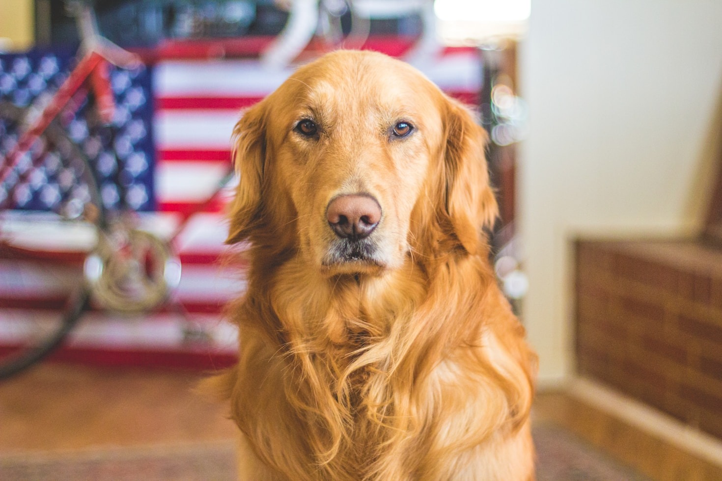 5 Must-Visit Dog Parks in Arizona