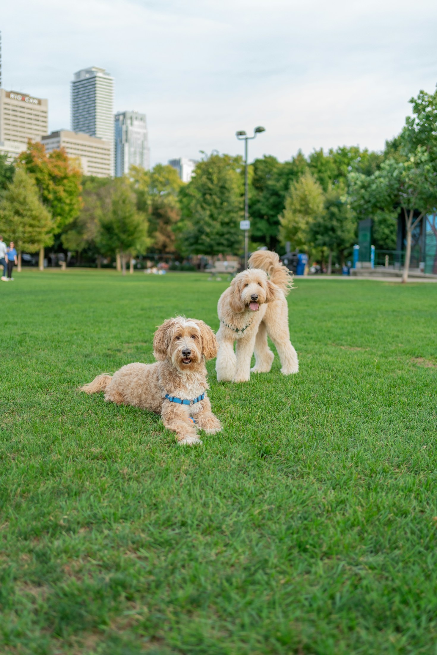 How to Choose the Best Dog Park for Your Pup