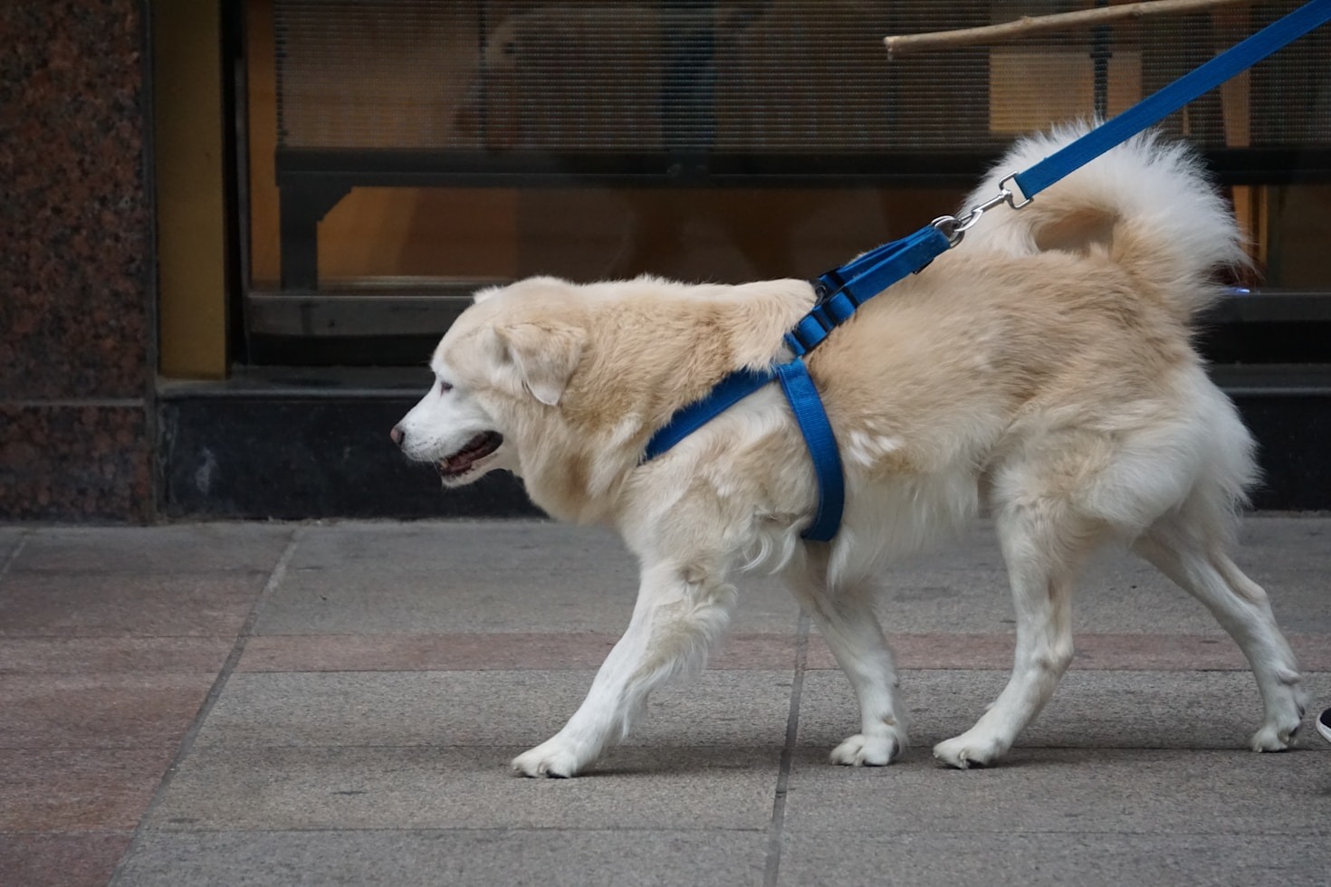 Top Amenities to Look for in Arizona’s Dog Parks