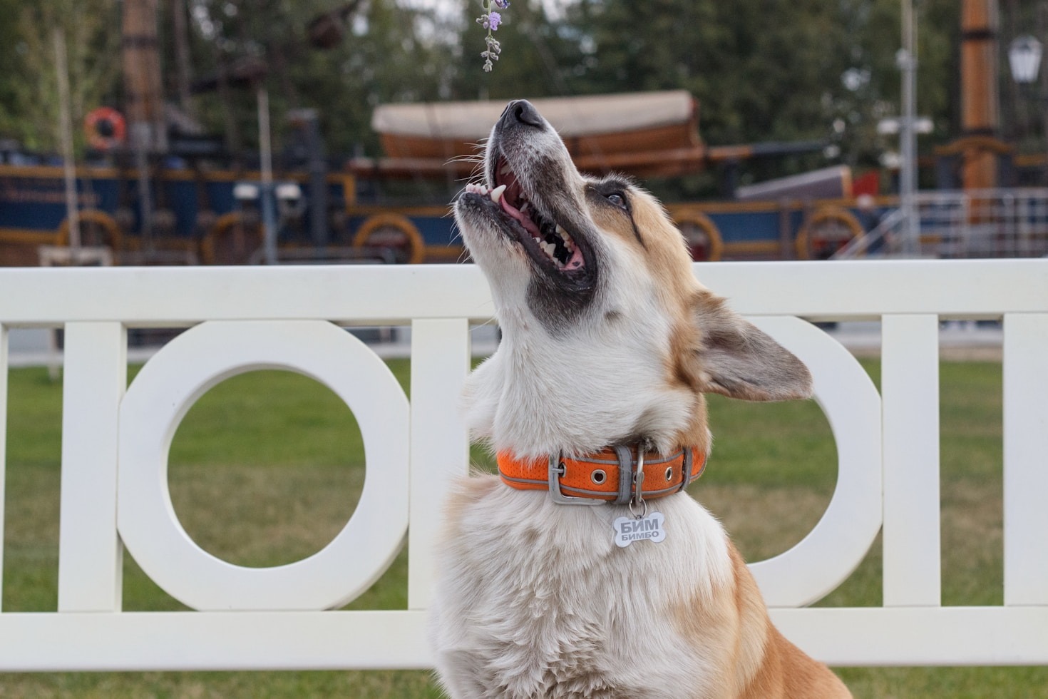 Arizona’s Hidden Dog Park Treasures Revealed