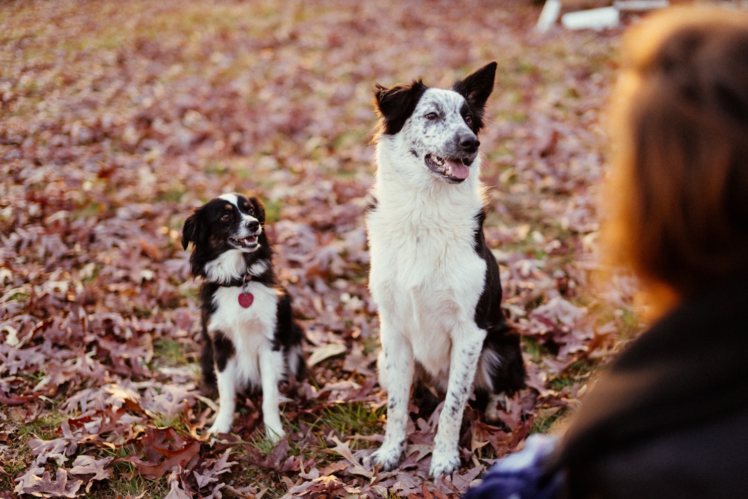 The Benefits of Socializing Your Dog at Parks