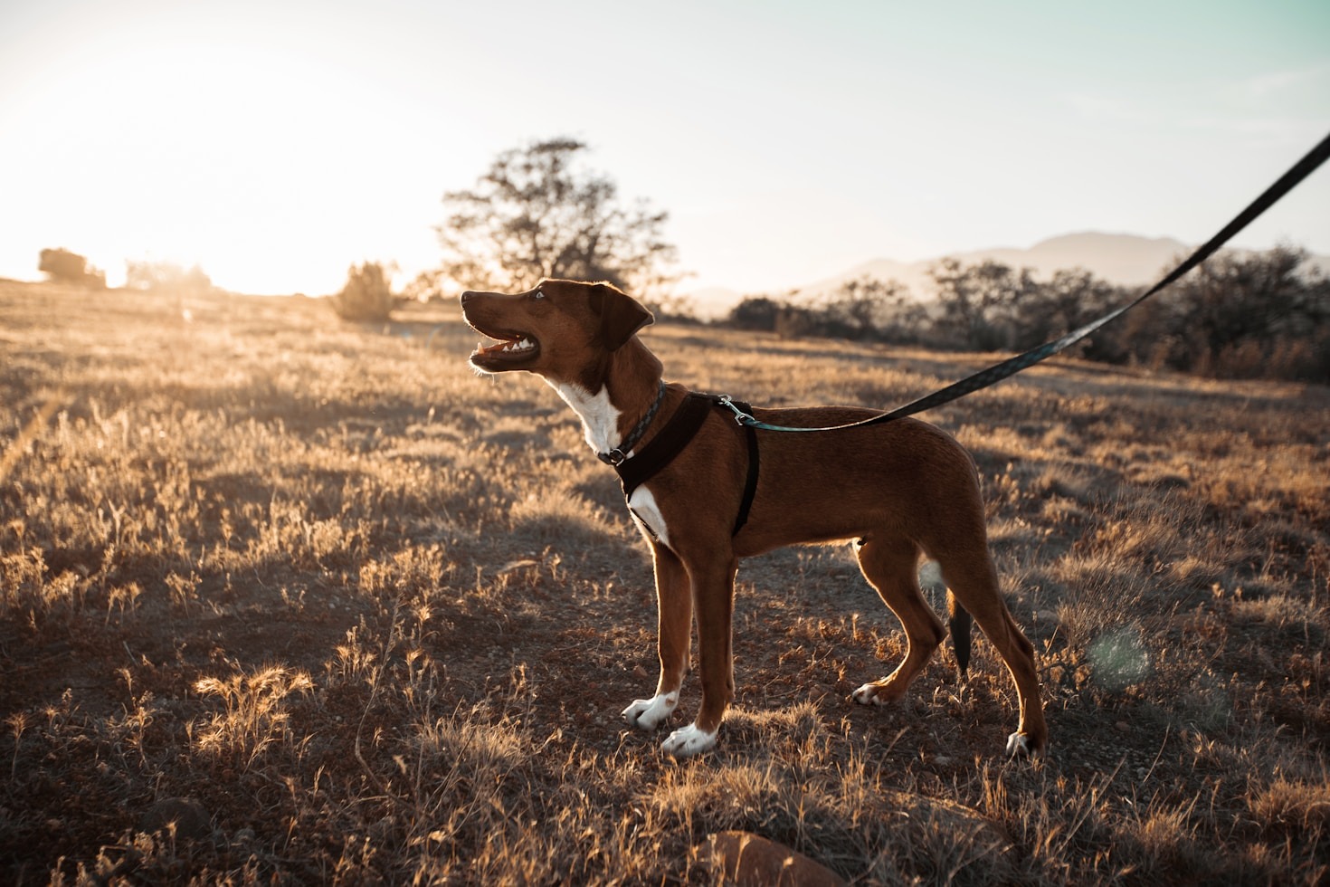 A Guide to Safe Play at Dog Parks in Arizona