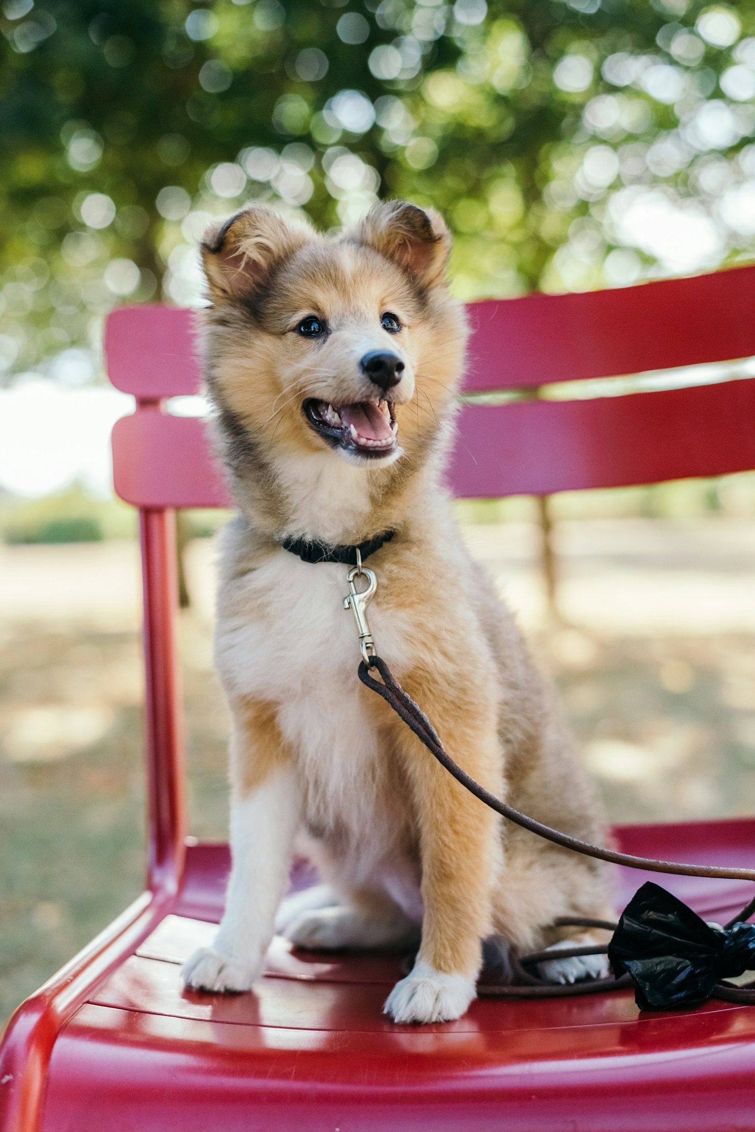 Planning the Perfect Outing to Arizona Dog Parks